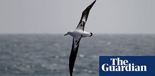 Birdwatch: strong winds bring Irish sea watchers the ultimate prize