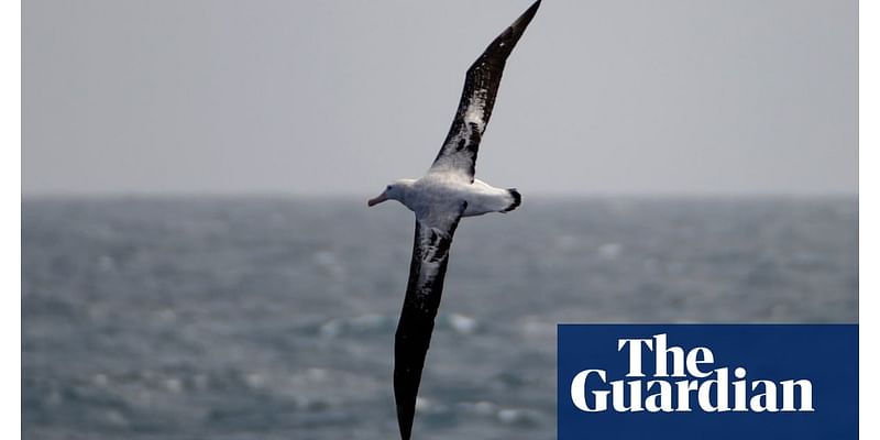 Birdwatch: strong winds bring Irish sea watchers the ultimate prize