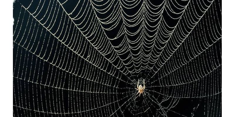 Explore the world of spiders at the Witte Museum this fall