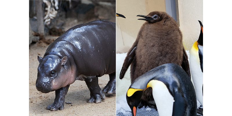 Moo Deng and Pesto the Penguin are the perfect antidote to your existential terror