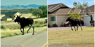 Viewer photos: moose in Great Falls