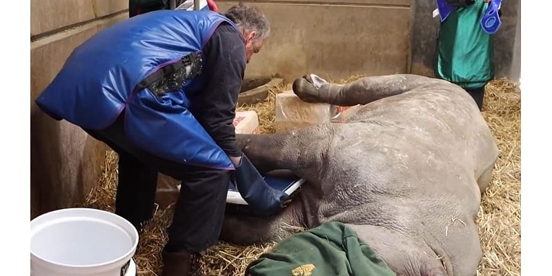 Rhino undergoes world's 1st surgery for fractured leg at England’s Knowsley Safari