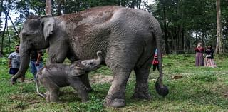 Critically endangered Sumatran elephant calf born in Indonesia