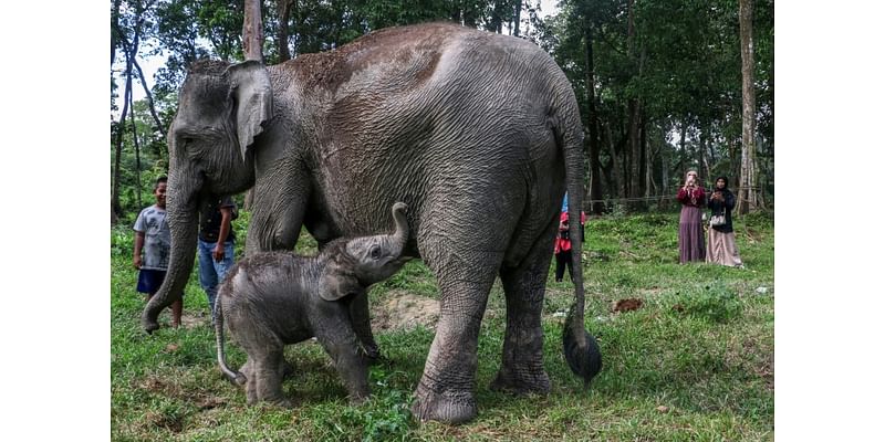 Critically endangered Sumatran elephant calf born in Indonesia