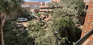 Hurricane Helene took down a historic live oak tree at UF, saddening its admirers