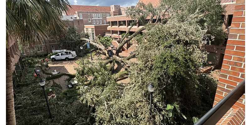 Hurricane Helene took down a historic live oak tree at UF, saddening its admirers