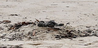 Mysterious Tar Balls Prompt Beach Closures in Sydney