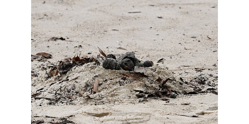 Mysterious Tar Balls Prompt Beach Closures in Sydney