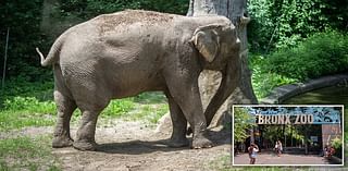 Mysterious disappearance of New York's famous elephant Happy sparks alarming theories