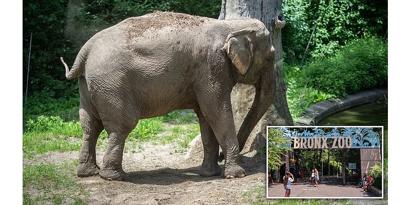 Mysterious disappearance of New York's famous elephant Happy sparks alarming theories