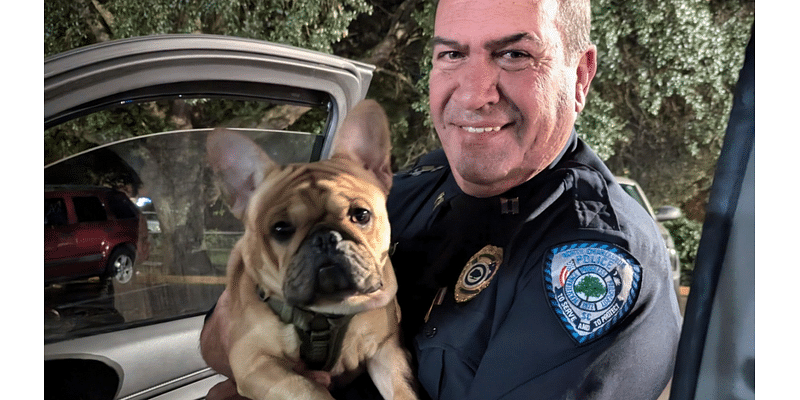 North Charleston captain locates family’s dog after auto-pedestrian accident