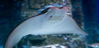 A New Stingray Species Calls Bermuda Home