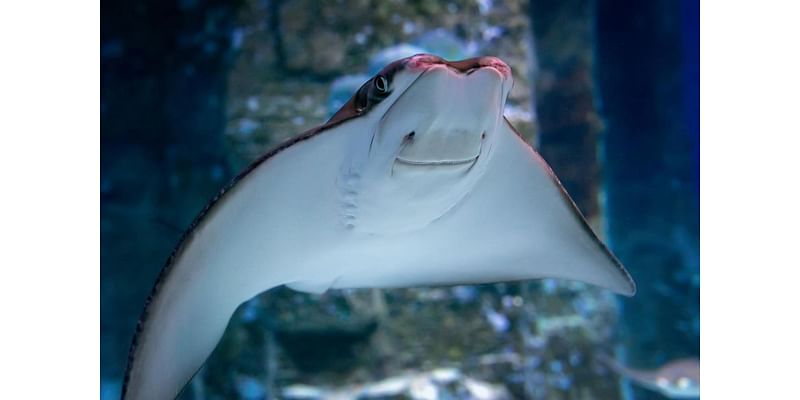 A New Stingray Species Calls Bermuda Home