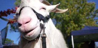 Coyote Kidz Dairy goat attracts attention at North Park fall renaissance festival