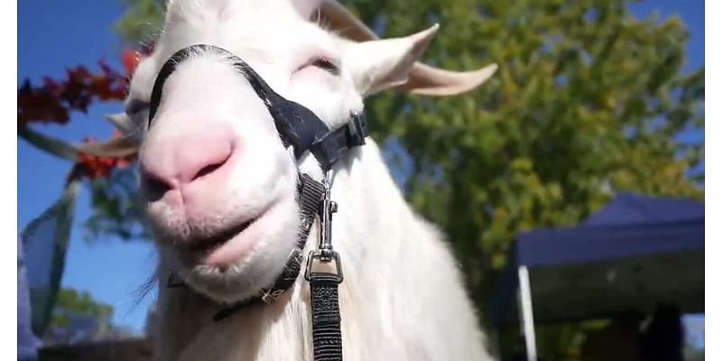 Coyote Kidz Dairy goat attracts attention at North Park fall renaissance festival