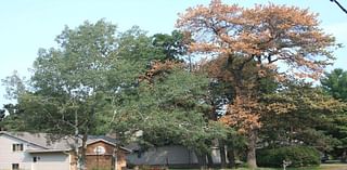 How pruning an oak tree at the right time can head off a deadly new disease