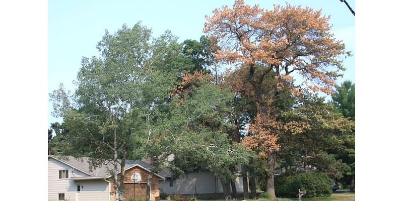 How pruning an oak tree at the right time can head off a deadly new disease