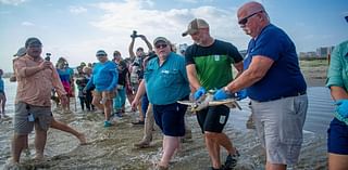 A wayward sea turtle wound up in the Netherlands. A rescue brought it thousands of miles back home