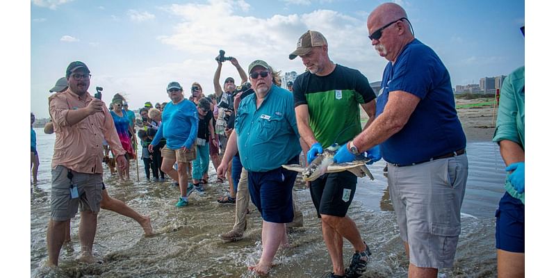 A wayward sea turtle wound up in the Netherlands. A rescue brought it thousands of miles back home