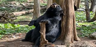 Bear holding big stick, using tree as back scratcher announces last day of U.P. zoo’s season