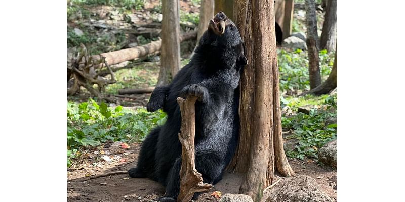 Bear holding big stick, using tree as back scratcher announces last day of U.P. zoo’s season