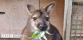 Lotherton Wildlife World wallabies 'settling in well' after zoo move