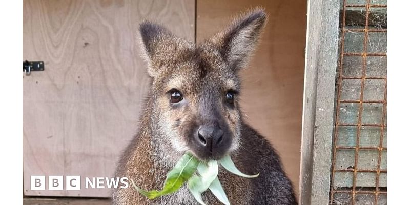 Lotherton Wildlife World wallabies 'settling in well' after zoo move