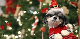 Keep the turkey to yourself, and other tips to keep pets safe during holidays