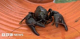 Northumberland Zoo may have to quarantine endangered crayfish