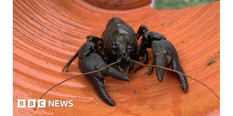 Northumberland Zoo may have to quarantine endangered crayfish