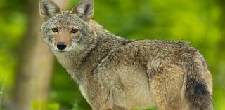 Get ready to enjoy more coyote sightings — just don’t feed them and keep dogs leashed