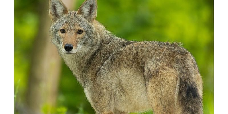 Get ready to enjoy more coyote sightings — just don’t feed them and keep dogs leashed