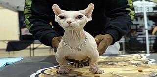 Fresh warning issued over hairless ‘bullycats’ amid rising trend on social media