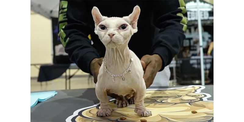 Fresh warning issued over hairless ‘bullycats’ amid rising trend on social media