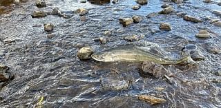 ODFW identifies first salmon to return to Oregon’s Klamath Basin in more than a century