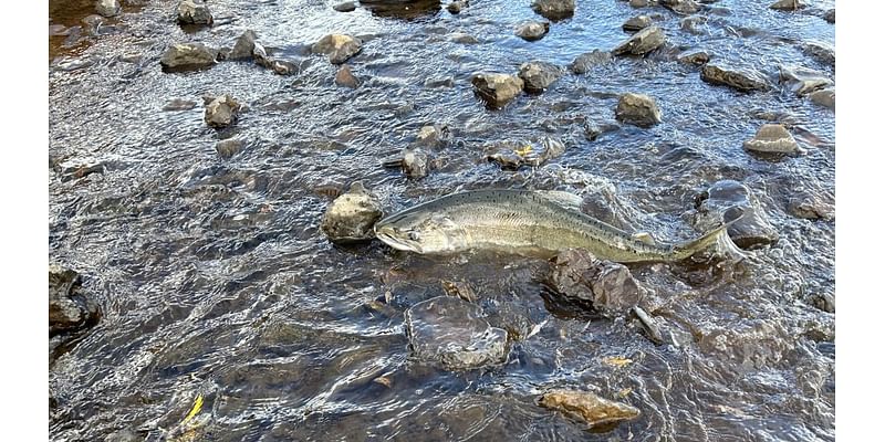 ODFW identifies first salmon to return to Oregon’s Klamath Basin in more than a century