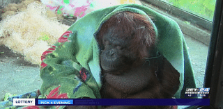 Wild Stuff: Highlighting Orangutan Awareness Week