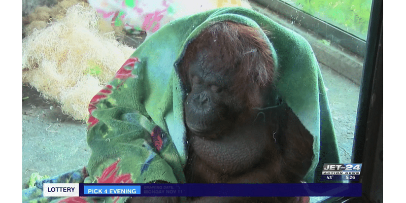 Wild Stuff: Highlighting Orangutan Awareness Week