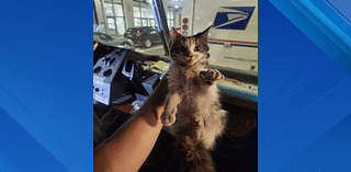 See it: Cat rescued from USPS truck in Midtown Manhattan