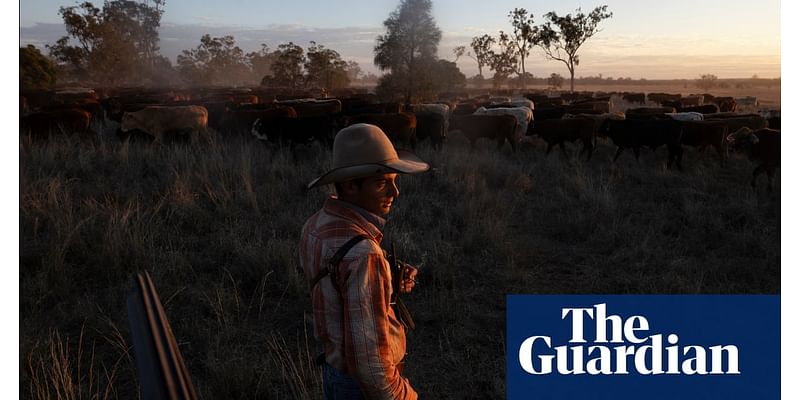 ‘I lost my phone in the first week’: a new generation of drovers in outback Queensland