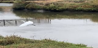 Egret Takes Flight At Wildlife Refuge: Photos Of The Day