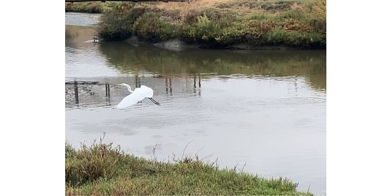 Egret Takes Flight At Wildlife Refuge: Photos Of The Day