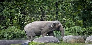 The National Zoo Just Euthanized One of Their Elephants. Guess What Her Name Was.