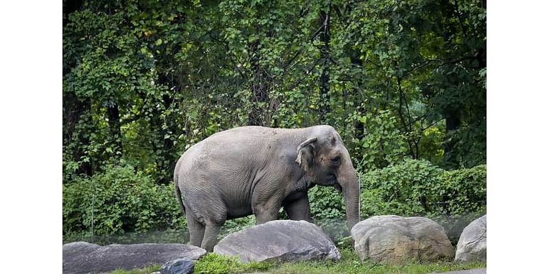 The National Zoo Just Euthanized One of Their Elephants. Guess What Her Name Was.