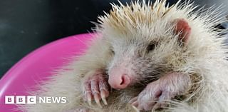 Blonde hedgehogs in Alderney falling sick with unknown illness