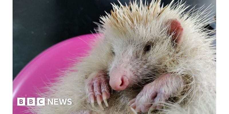 Blonde hedgehogs in Alderney falling sick with unknown illness