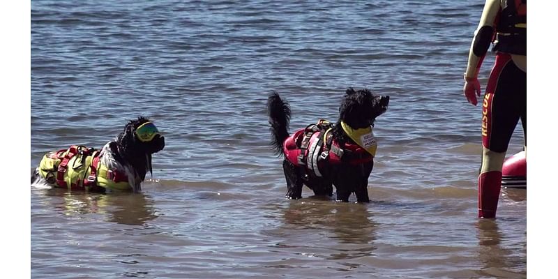 3rd Annual Bark in the Park in Schuylkill County