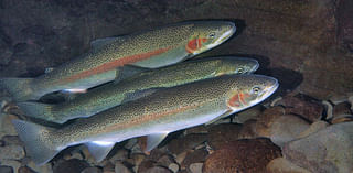 Scientists record highest number of steelhead to return to Deschutes River since 1960s