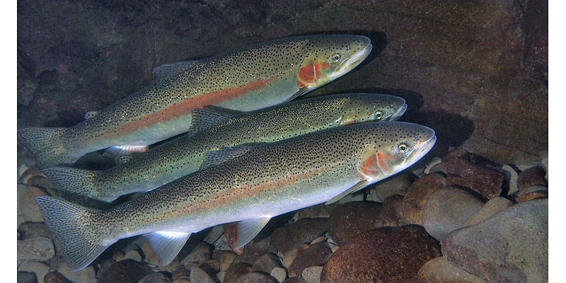 Scientists record highest number of steelhead to return to Deschutes River since 1960s