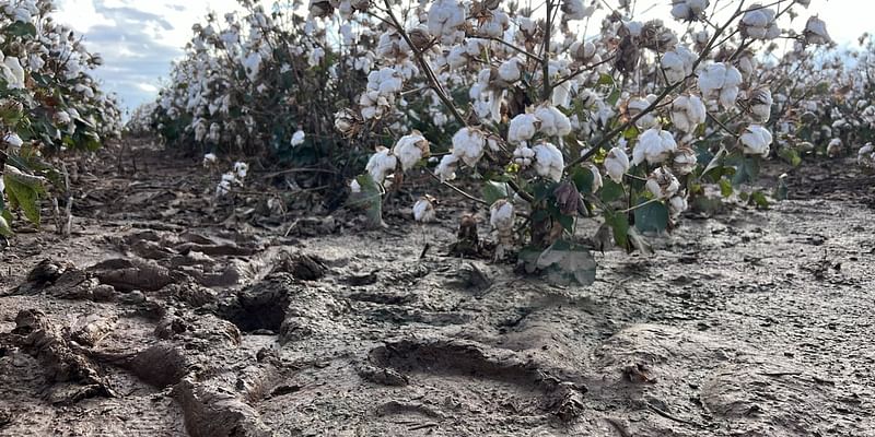 Late rain disrupts cotton harvest, after another challenging season for South Plains producers